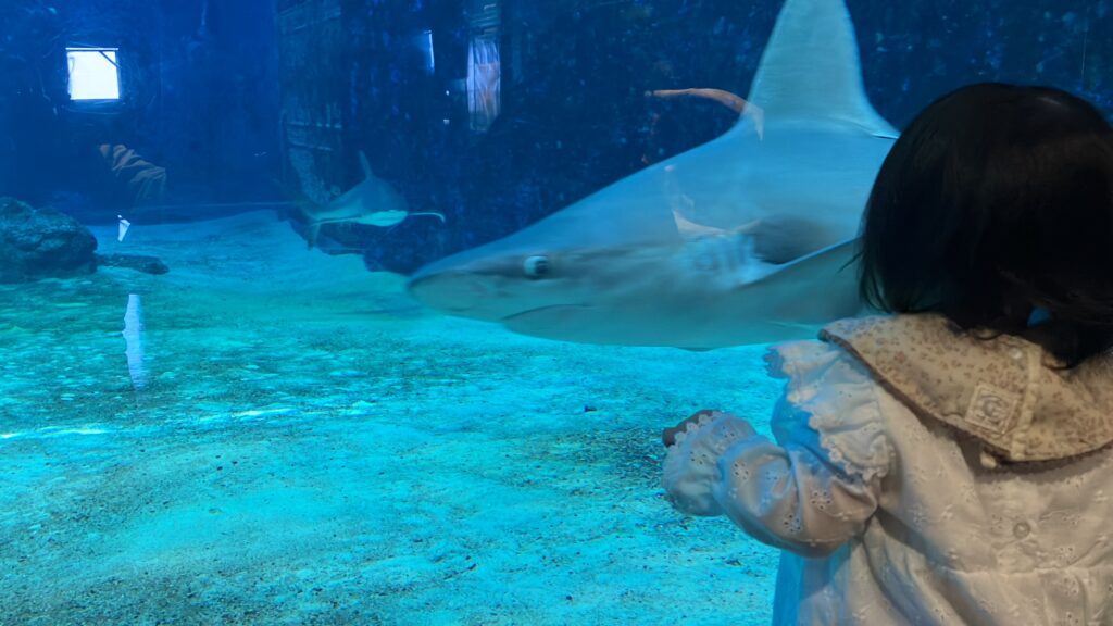 子どもの後ろ姿と水族館のサメ